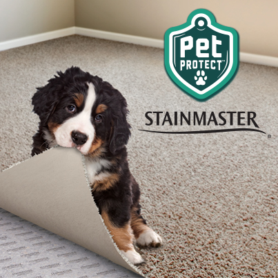 Small Dog Sitting on Carpet Near Dirty Paw Prints - Pet Protect cleans up easily